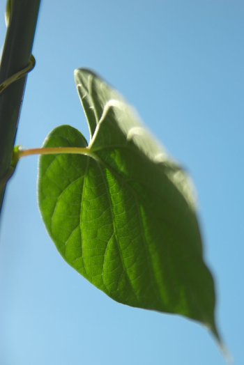 070529350