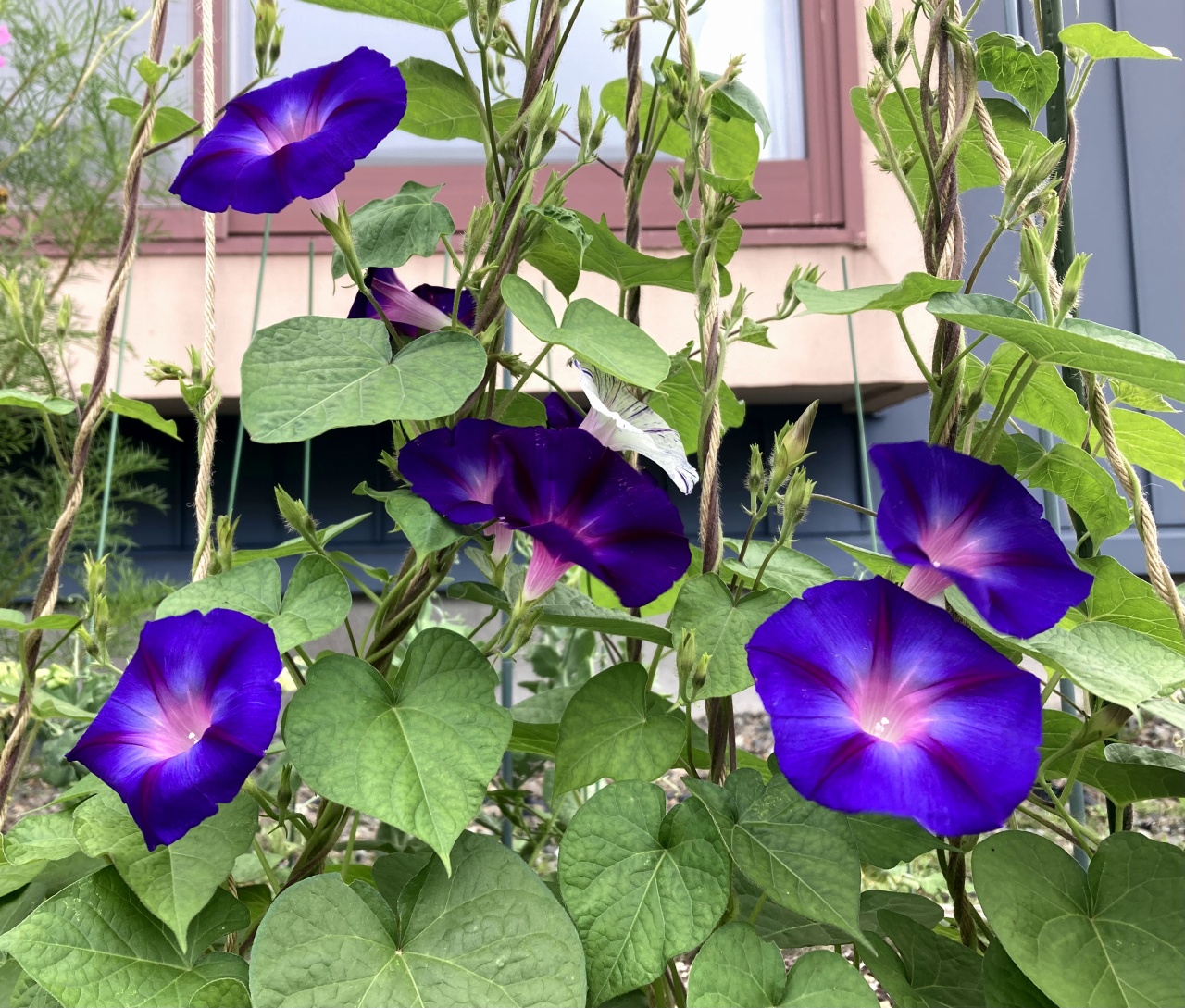 ATKỈ摜