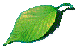 tł