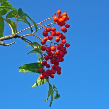 Nanakamado070924350