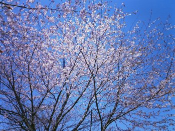 Sakura060521350